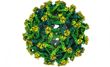 A reconstruction of the Binjari virus, which will help reimagine the architecture of immature flaviviruses. Image credit: Dr Natalee Newton A reconstruction of the Binjari virus, which will help reimagine the architecture of immature flaviviruses. Image credit: Dr Natalee Newton